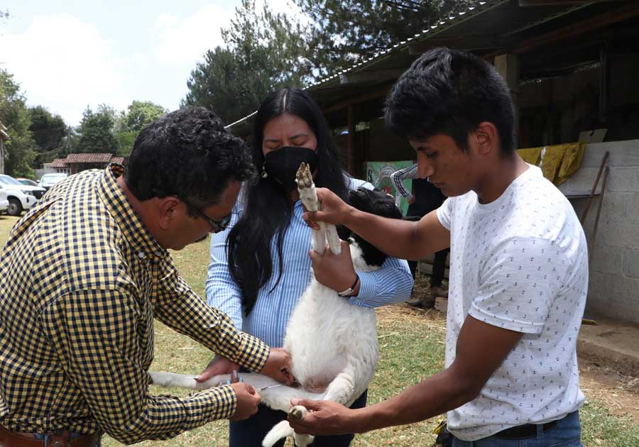 Con acompañamiento técnico, SDR impulsa producción de ovinos en región Zacatlán