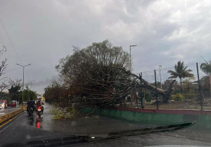 Colapsan árboles y postes en Puebla y Mixteca por ráfagas de viento y lluvia