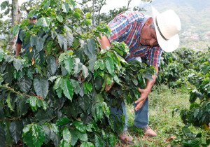 Crece 72% producción de café en Puebla para 2023: SDR