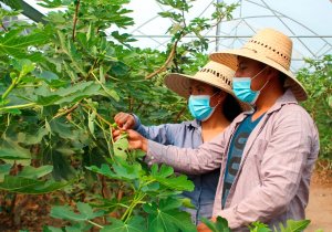 Impulsa Puebla desarrollo de higo en sus campos