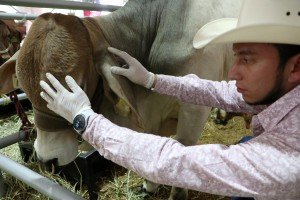 Puebla avanza para erradicar al Gusano Barrenador: de 17 casos, solo 13 siguen activos