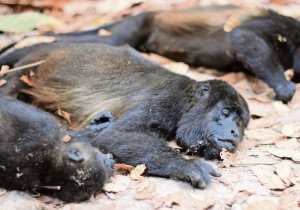 Reportan 220 monos muertos en México durante la temporada de calor