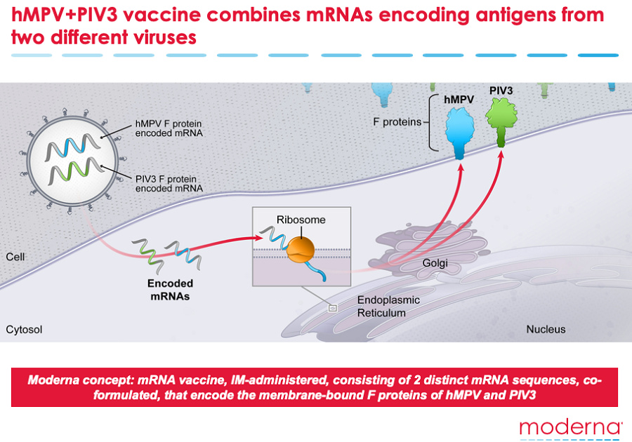 Moderna ilustración vacuna