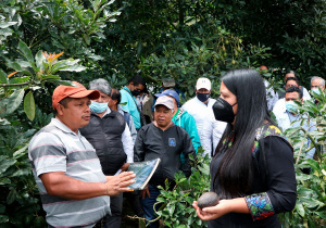 Impulsará SDR cultivo de aguacate en Chichiquila tras petición