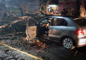Dos heridos saldo del colapso de un árbol en calles de Tehuacán
