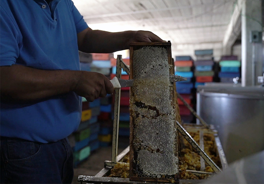 Secretaría de Desarrollo Rural atiende varroasis en abejas