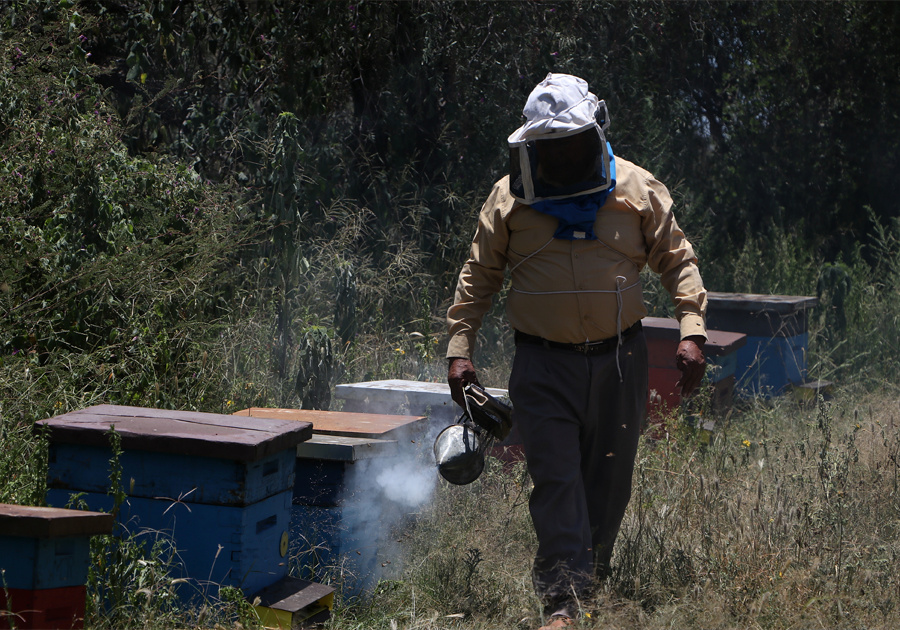 Reafirma SDR convenio con gobierno de Veracruz para protección de colmenas