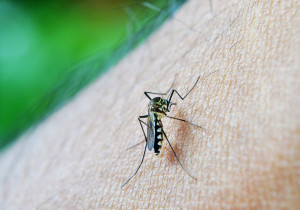 Confirman 344 casos de dengue en Puebla; hay 16 graves