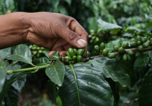 Inicia gobierno de Puebla muestreo para conocer producción de café
