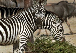 Llama Gobierno de la Ciudad a participar en campaña de reciclaje de árboles navideños