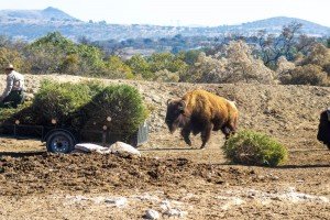 Gobierno de la Ciudad y Africam Safari inician campaña de reciclaje de árboles de Navidad