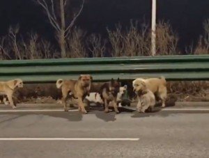 En China 7 perros escapan de camión y recorren 17 kilómetros para volver