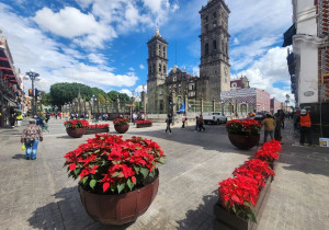 Ayuntamiento de Puebla siembra nochebuenas en el Centro Histórico
