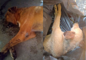 Denuncian matanza de perros y gatos en Rancho Juanitos de Izúcar