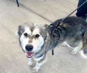 Gobierno de la Ciudad llevó con éxito Jornada de Protección Animal a La Guadalupana