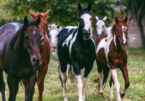 Mantendrá Cuacolandia resguardo de caballos: SMADSOT