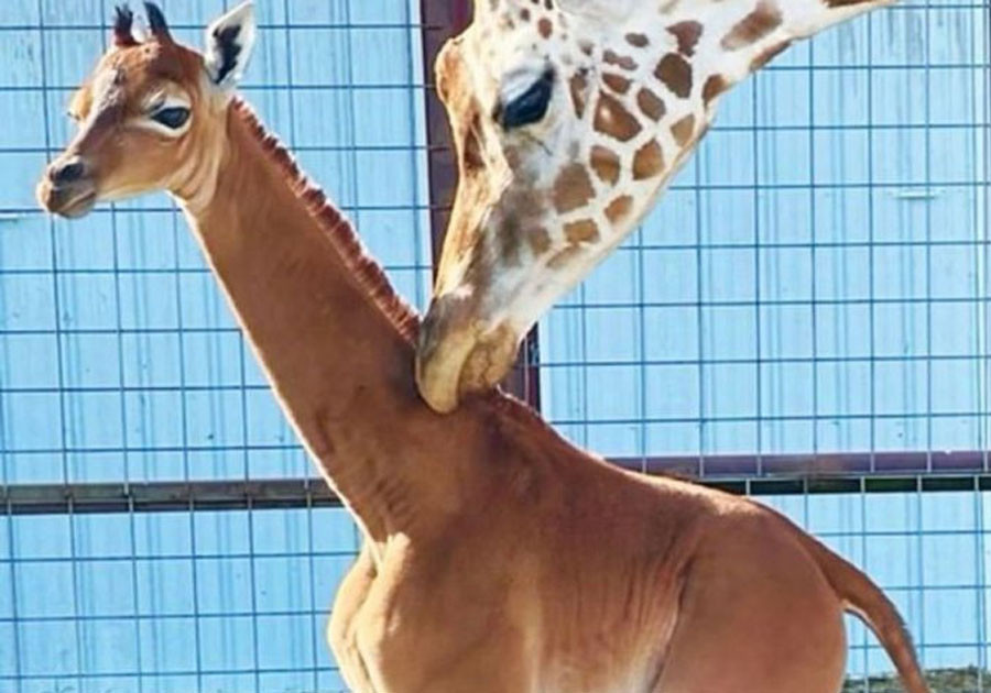 Nace una jirafa sin manchas, posiblemente la única en el mundo