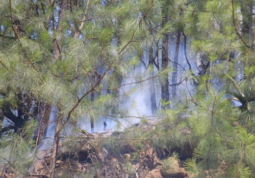 Extinguido, el incendio forestal en Zacatlán