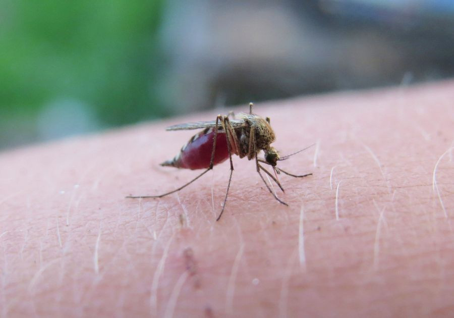 Descarta Salud contagios por dengue en las últimas 24 horas