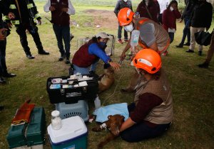 Rescatan a Spay y Spike, perros atrapados en socavón