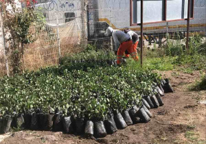 Recibe Puebla capital donación de 8 mil árboles