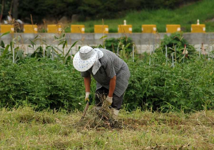 Manda México a 20 mil 811 jornaleros a Canadá en 2021