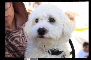 Puebla organiza jornadas comunitarias para promover cuidado responsable de animales domésticos