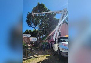 Tardará días retiro de árbol caído en Barrio del Artista