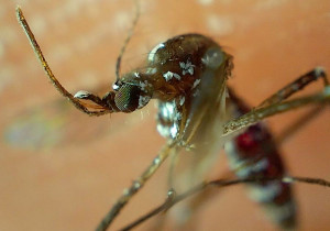 Confirma Secretaría de Salud aumento en casos de dengue en Puebla