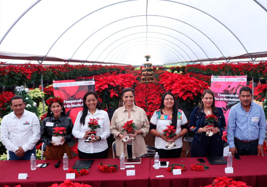 Incentiva SDR consumo de flor de nochebuena por temporada navideña