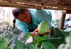 Con autosuficiencia alimentaria, fortalece Bienestar integración familiar