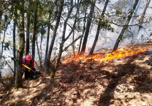 Incendio de Zacatlán daña 400 hectáreas de pastos y árboles