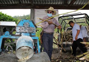 Capacita SDR a productores cañeros para fabricación de piloncillo