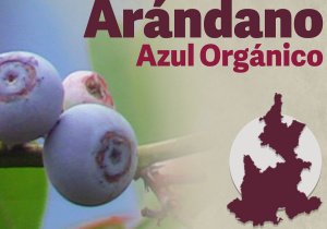 Arándano azul orgánico