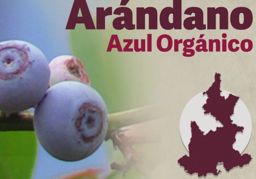 Arándano azul orgánico