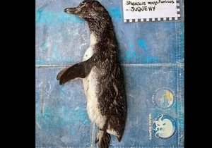 Cubrebocas mata a un pingüino en Brasil