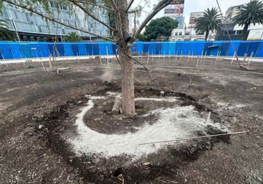 Sujeto intenta dañar con cemento nuevo Ahuehuete de Reforma en CDMX
