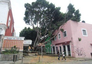 Árboles caídos y anegaciones dejan las lluvias en Puebla capital