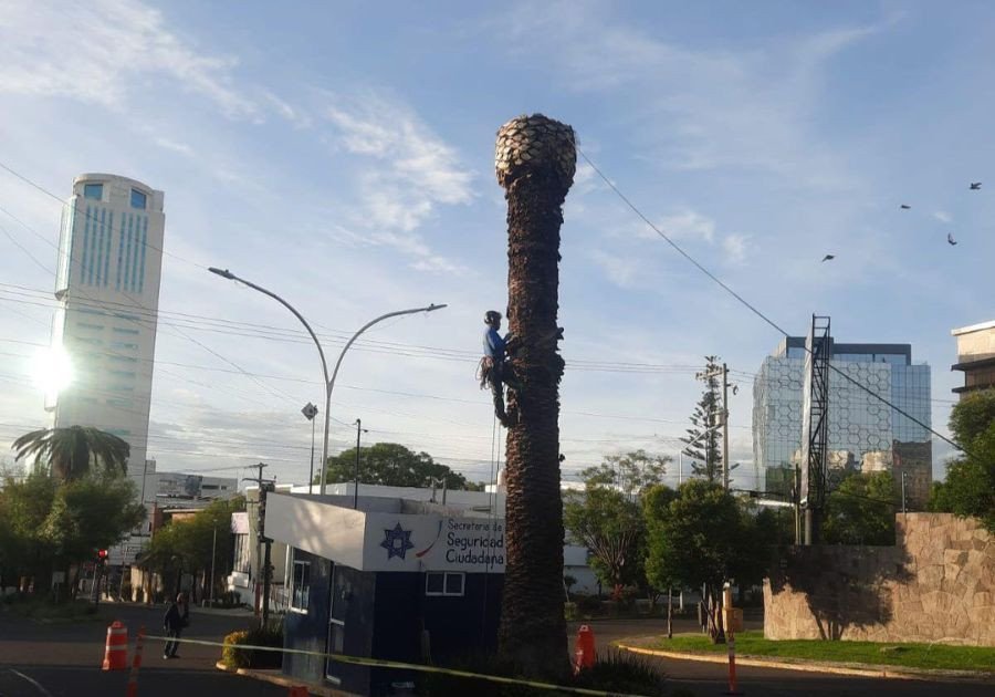 Dictaminan palmeras enfermas en colonia La Paz