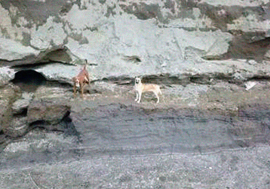 Captan en video a dos perros que cayeron al socavón