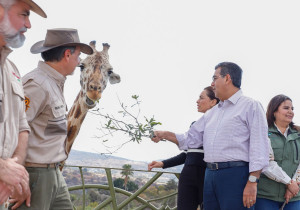 Puebla da bienvenida a jirafa Benito; gobierno estatal respalda causas animalistas, destaca Sergio Salomón