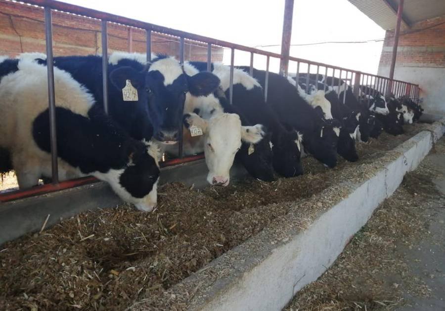 Puebla, séptimo nacional en producción de leche: SDR