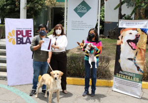 Tras ser objeto de crueldad animal, Medio Ambiente entrega en adopción a tres canes
