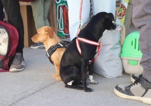 Gobierno de la Ciudad celebró el Día Internacional de los Derechos de los Animales