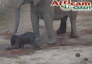 Nace bebé elefante