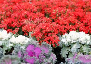 Tiene Puebla gran diversidad de flores para Día del Amor y la Amistad