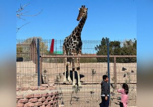 Es un hecho, la jirafa Benito vendrá a Puebla: Sergio Salomón