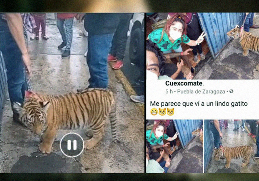 Pasean tigre en calles de Puebla
