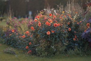 La flor de septiembre
