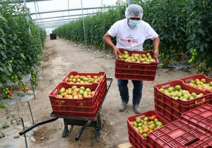 Apoya Gobierno del Estado exportación de tomate poblano a EU